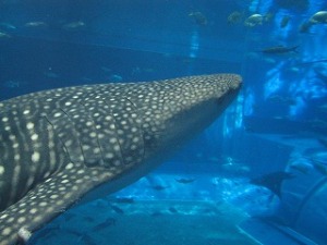 沖縄へ その2