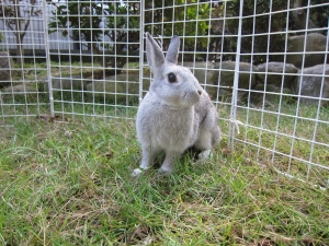 ڥåȤˤĤ